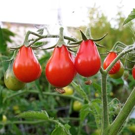 Red Pear Tomato