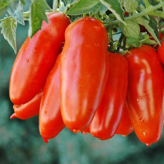 San Marzano Tomato