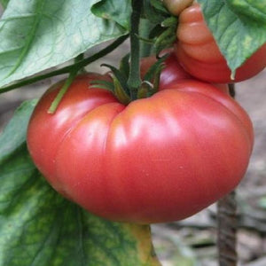 German Johnson Tomato