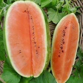 Jubilee Improved Watermelon