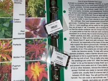 Load image into Gallery viewer, 12 month Just Seeds of the Month Premium subscription