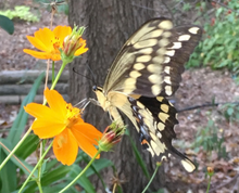 Load image into Gallery viewer, Orange Sulphur Cosmos