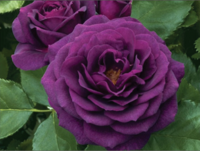 Purple Bush Rose Seeds