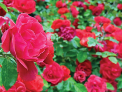 Red Climbing Rose Seeds