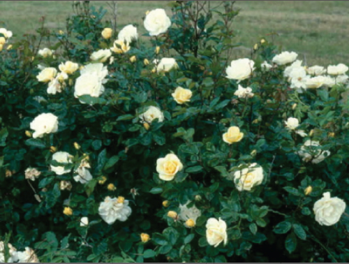 White Bush Rose Seeds