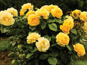 Yellow Bush Rose Seeds