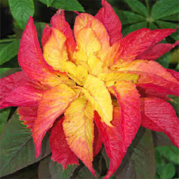 Illumination Amaranth