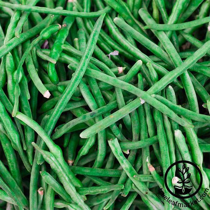 Jade Bush Bean