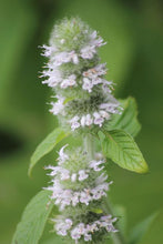 Load image into Gallery viewer, Hairy Wood Mint