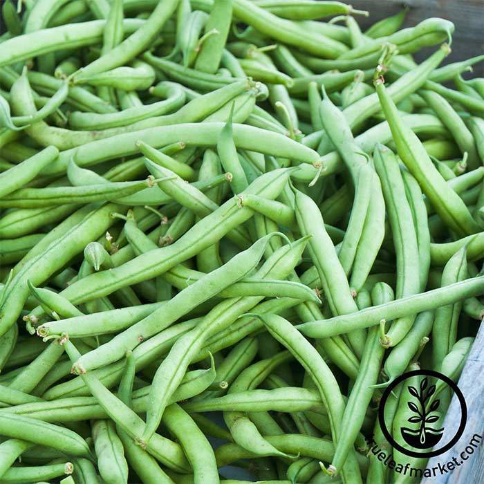 Strike Bush Bean