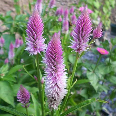 Flamingo Celosia