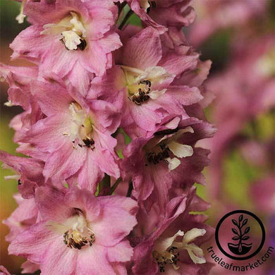 Astolat Pacific Giant Delphinium