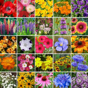Small Bag Southeast Region Wildflowers