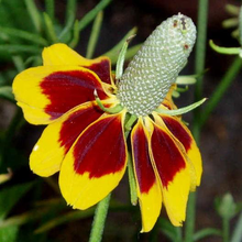 Load image into Gallery viewer, Mexican Hat Coneflower
