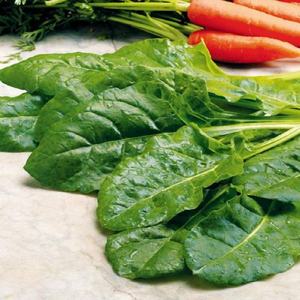 Perpetual Spinach Swiss Chard