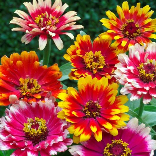 Carrousel Zinnia