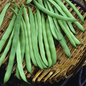 Kentucky Wonder Brown Pole Bean