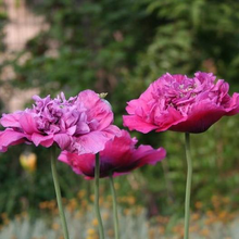 Load image into Gallery viewer, Violetta Blush Poppy