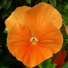 Load image into Gallery viewer, Orange Sun Swiss Giant Pansy