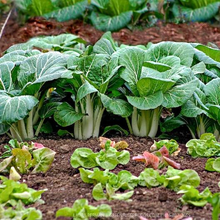 Load image into Gallery viewer, Pak Choy White Stem Chinese Cabbage