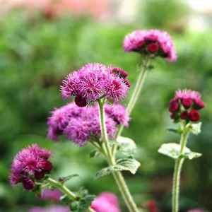 Red Flint Ageratum