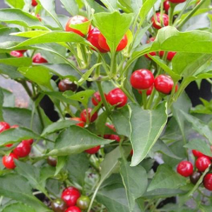 Red Hot Cherry Pepper