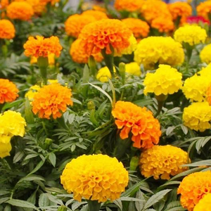 Crackerjack African Marigold Mix