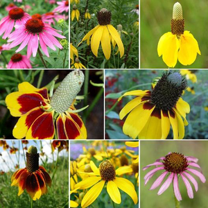 "Conehead" Coneflower Mix
