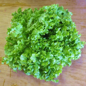 Green Salad Bowl Lettuce