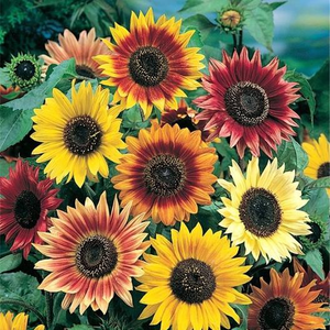 Autumn Beauty Sunflower Mix