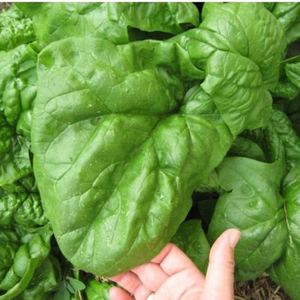 Noble Giant Spinach