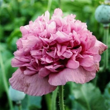 Load image into Gallery viewer, Violetta Blush Poppy