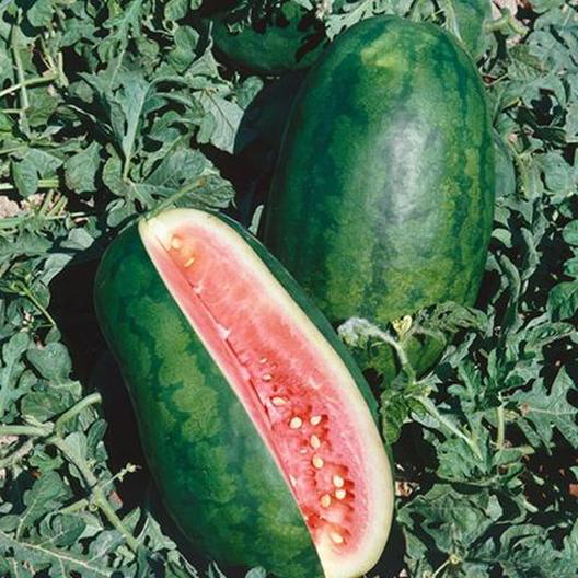Congo Watermelon