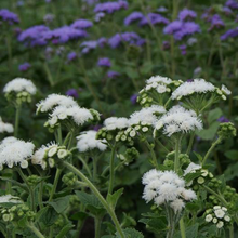 Load image into Gallery viewer, Dondo White Ageratum