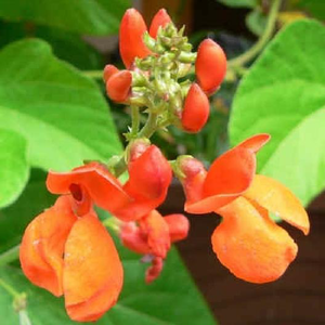 Scarlet Emperor Runner Bean