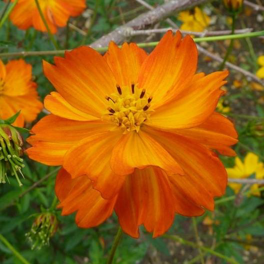 Orange Sulphur Cosmos