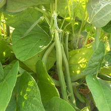 Load image into Gallery viewer, Blue Lake 274 Bush Bean