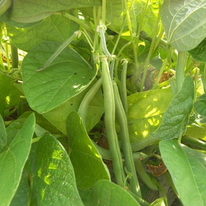 Blue Lake 274 Bush Bean