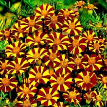 Load image into Gallery viewer, Court Jester French Marigold