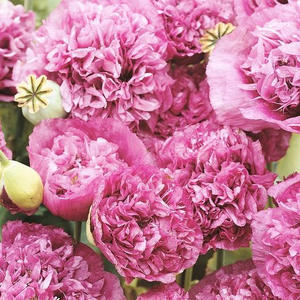 Violetta Blush Poppy