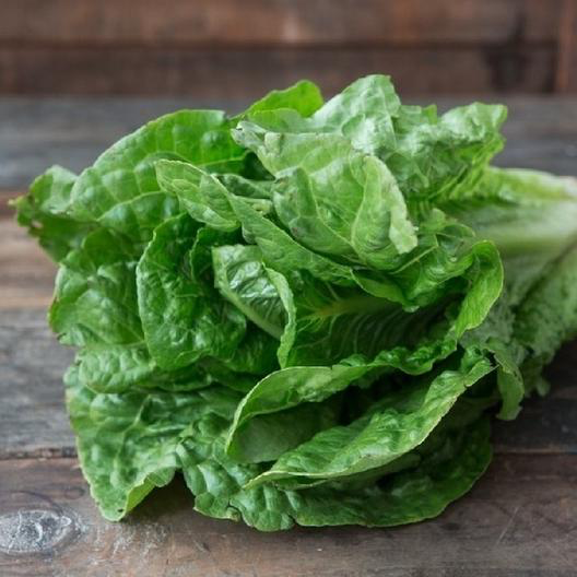 Parris Island Cos Romaine Lettuce