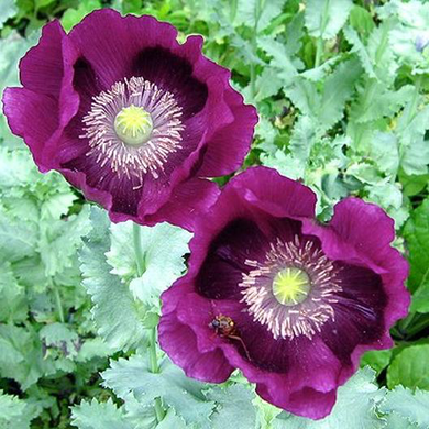 Laurens Grape Poppy