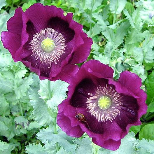 Laurens Grape Poppy