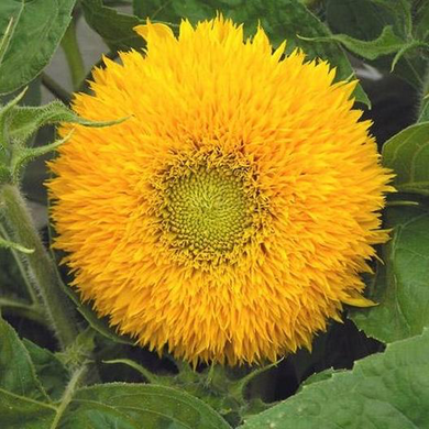 Dwarf Teddy Bear Sunflower