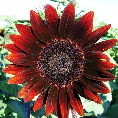 Moulin Rouge Sunflower