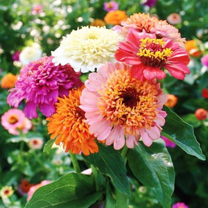 Scabiosa Flowered Zinnia