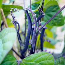 Load image into Gallery viewer, Royal Burgundy Bush Bean