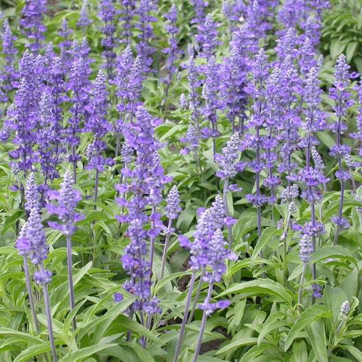 Blue Sage