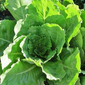 Vivian Lettuce