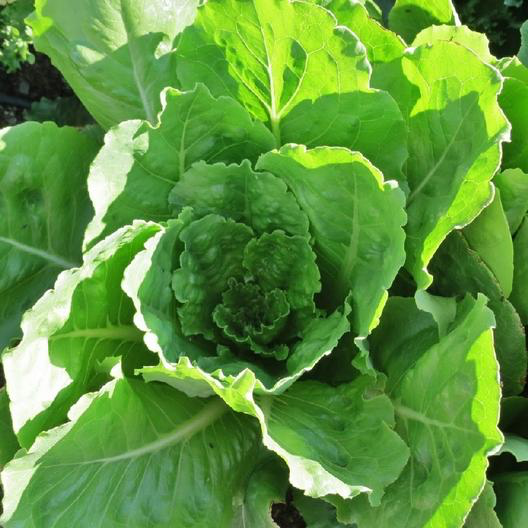 Vivian Lettuce